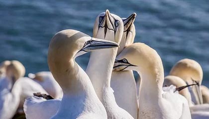 亚洲金球奖提名名单详解②前富力神锋威震西亚