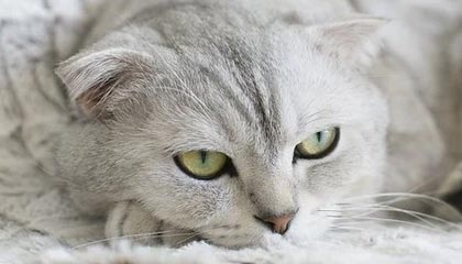 傅亚雨：中超重启，中国足球却还没有