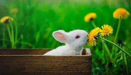 亚洲金球奖提名名单详解②前富力神锋威震西亚